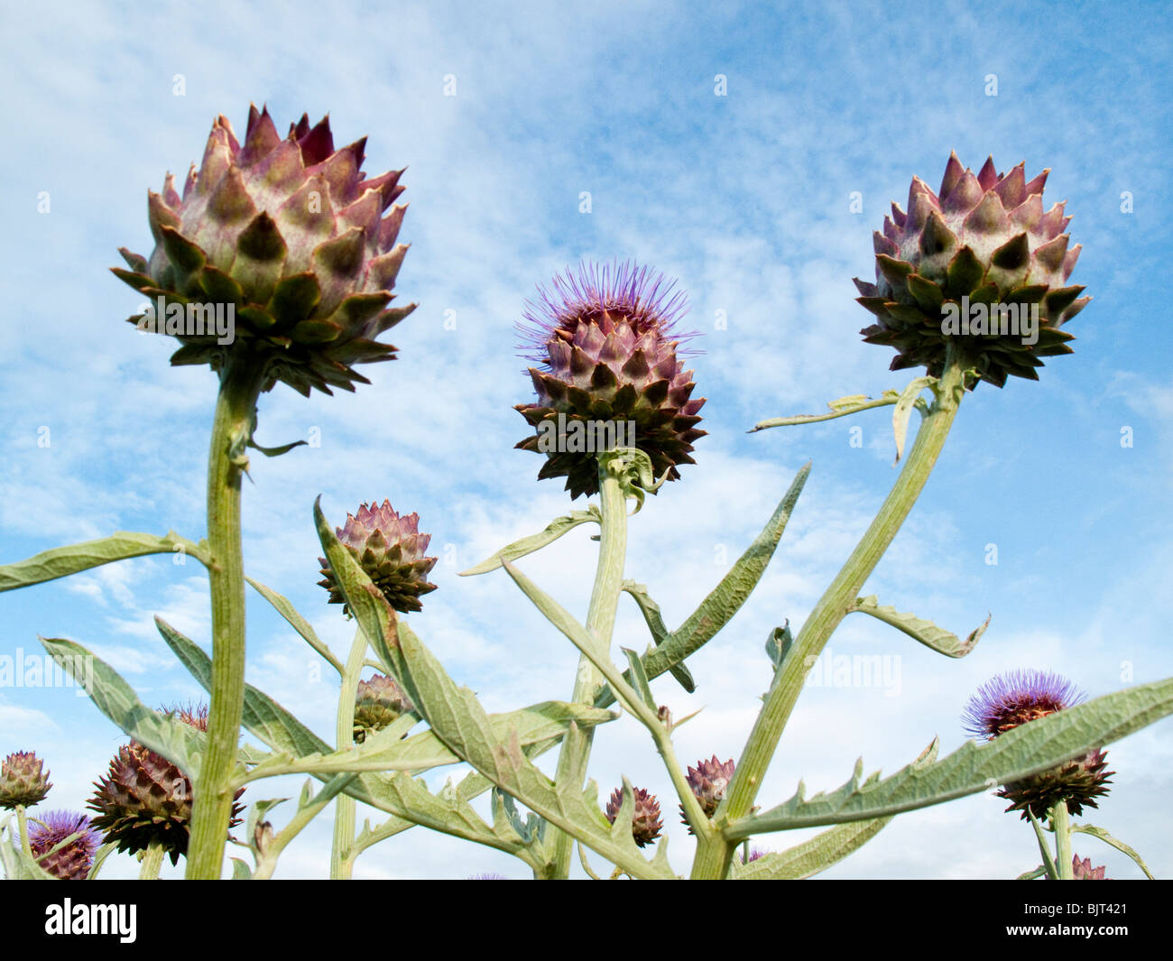 The Globe Artichoke (Cynara cardunculus) Stock Photo