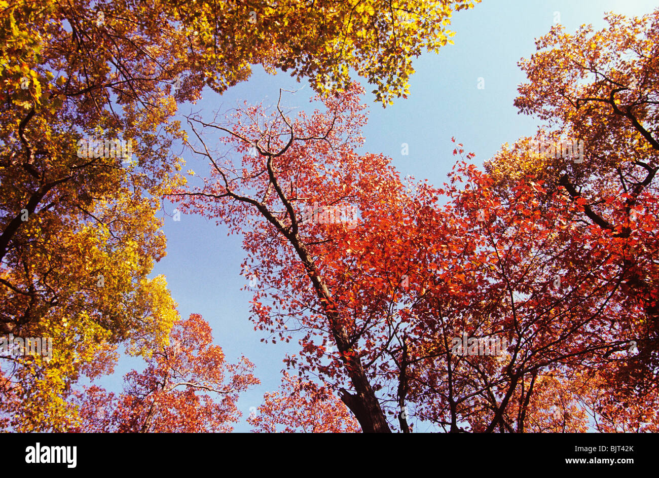 Autumnal trees Stock Photo