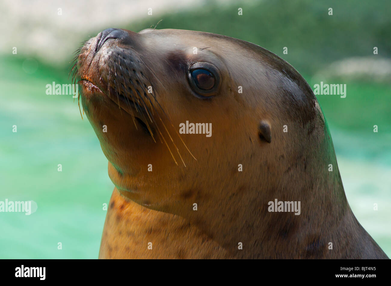 Sea lion up close. Stock Photo