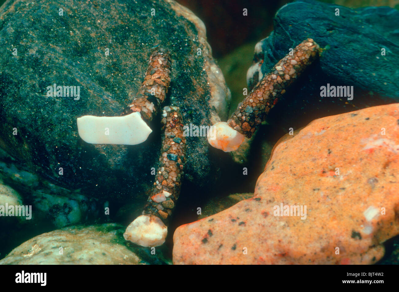 Caddis Flies, Family Limnephilidae. Three larvae protected in this larval case. Stock Photo