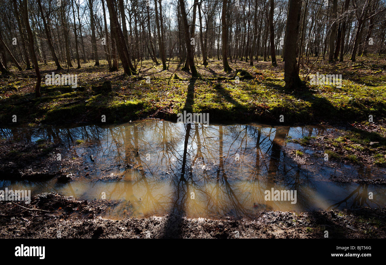 Puddle on the footpath through Chiltern Hills beech woods Oxfordshire England UK Stock Photo