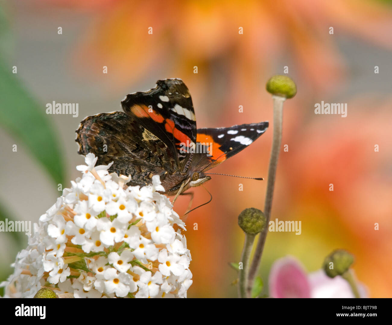 Red Admiral Butterfly 'Vanessa atalanta' on white Buddleia with buds & orange coloured blooms in background Stock Photo