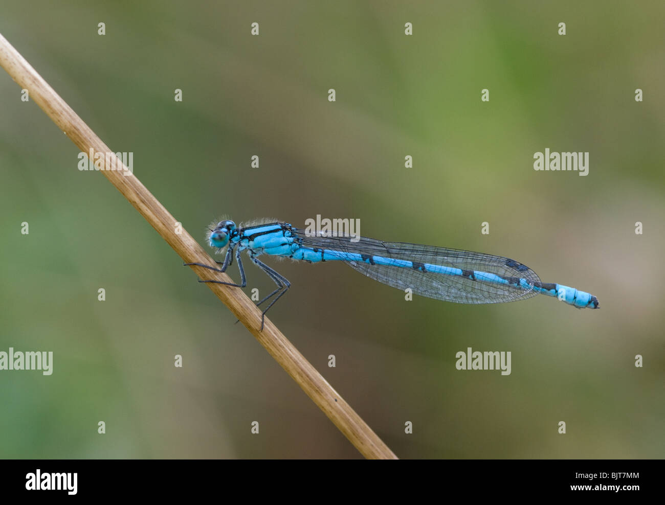 Common Blue Damselfly on reed stem Stock Photo