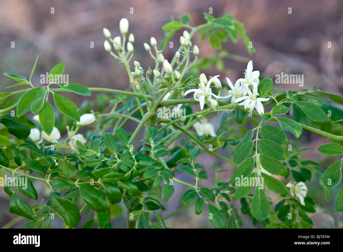 Flowering Moringa 'Moringa oleifera' branch. Stock Photo