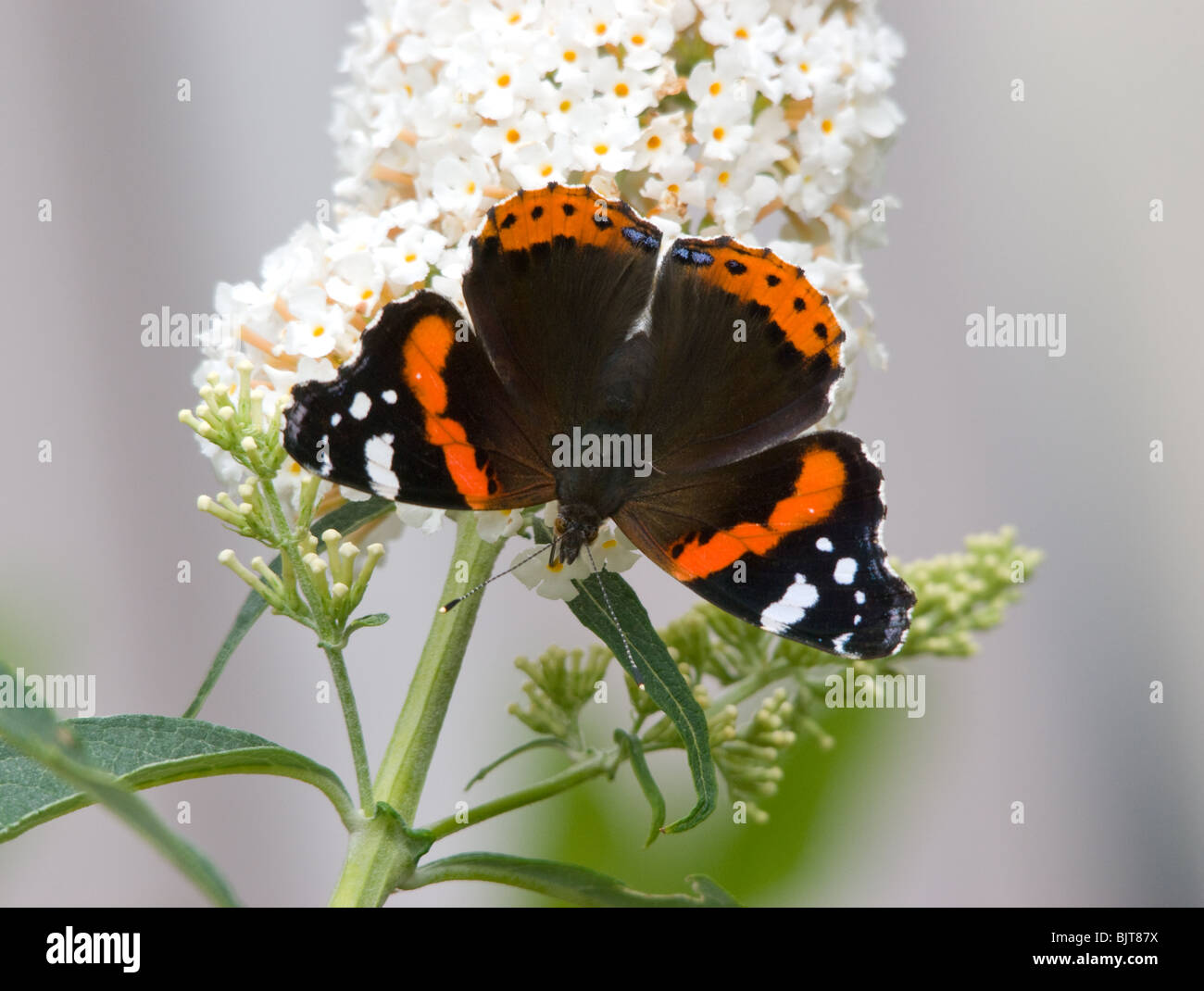 Red Admiral Butterfly 'Vanessa atalanta' on white Buddleia Stock Photo