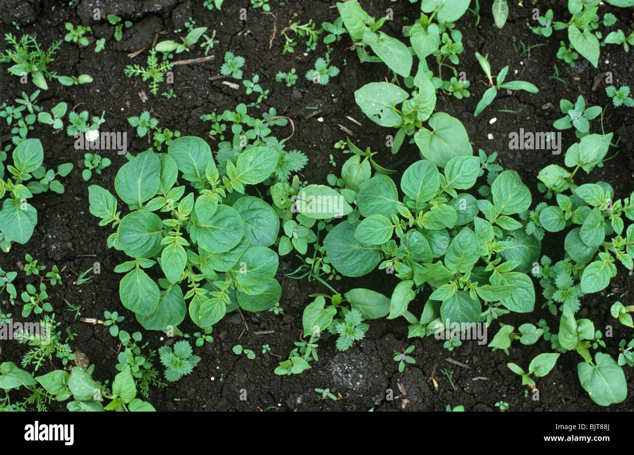 Seedling and young mixed Fenland broad-leaved weeds in young potato crop Stock Photo