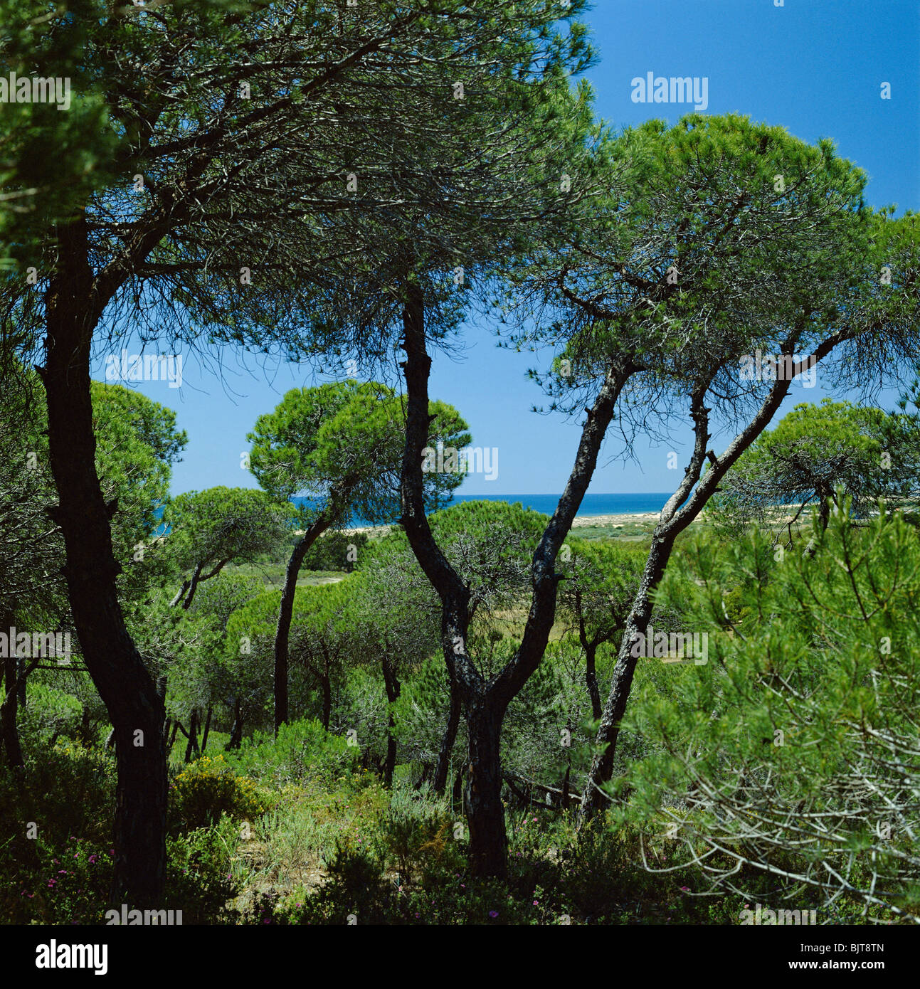 Pine trees, Algarve, Portugal Stock Photo