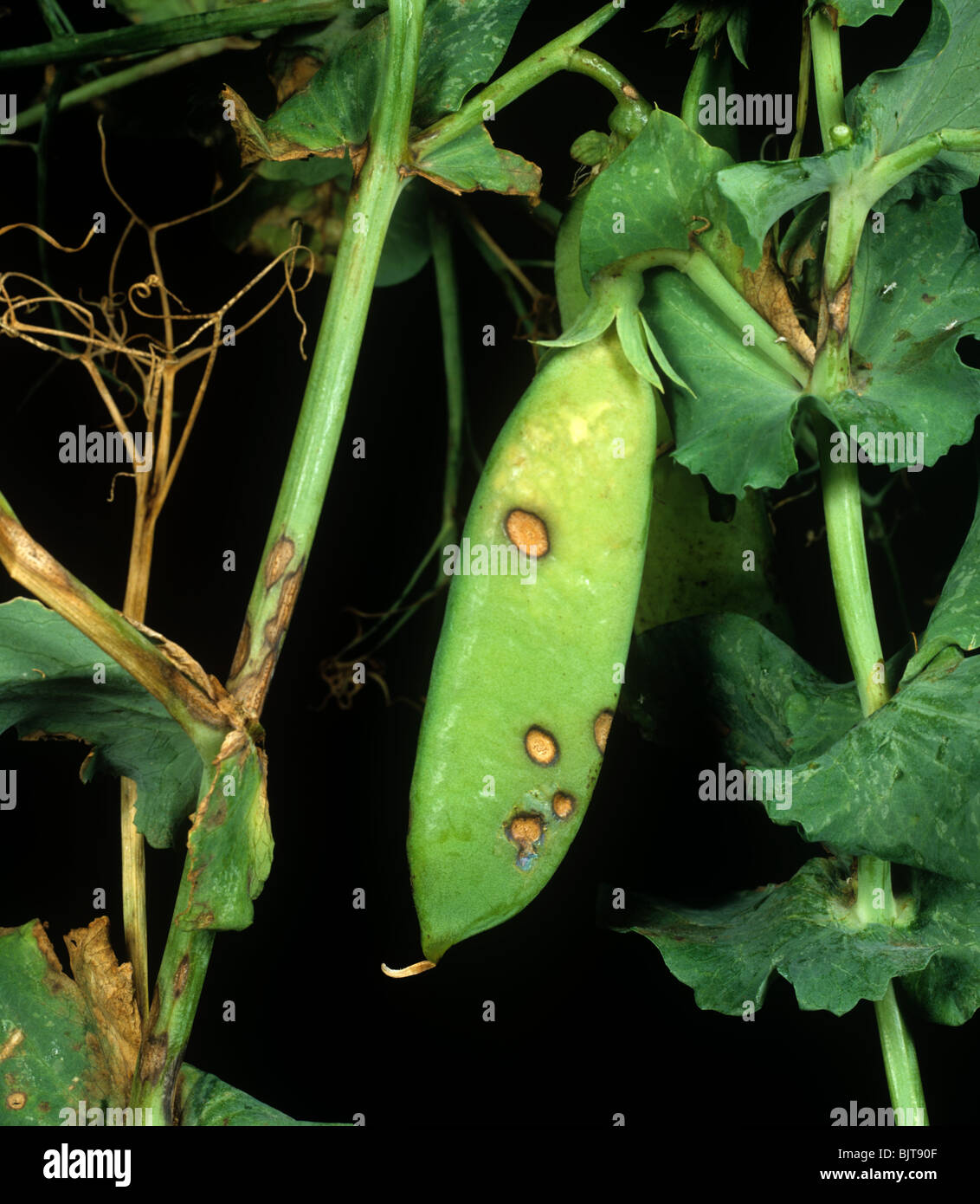 Ascochyta leaf & pod spot (Ascochyta pisi) on pea stem and pods Stock Photo