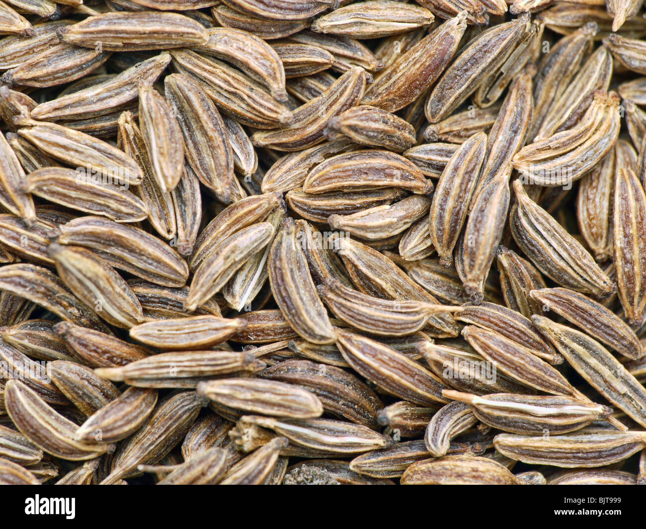 Caraway Seeds