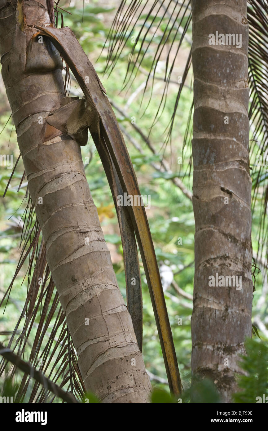 Coconut Palm (cocos Nucifera) Trunks Millet Nature Trail St. Lucia 