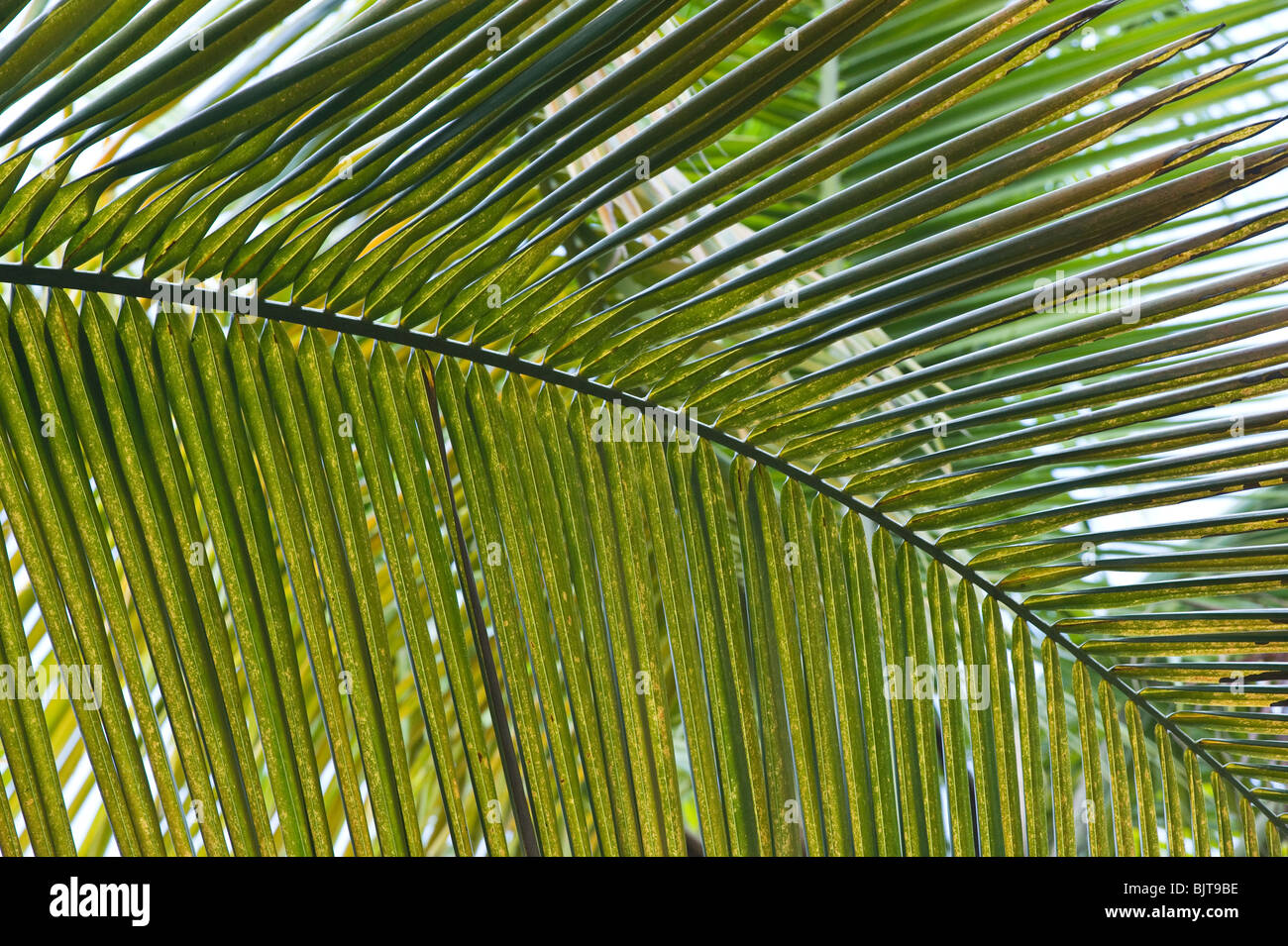 Coconut Palm (Cocos nucifera) leaves turning yellow due to prolong drought  Millet Nature Trail St. Lucia Windward Islands Stock Photo - Alamy