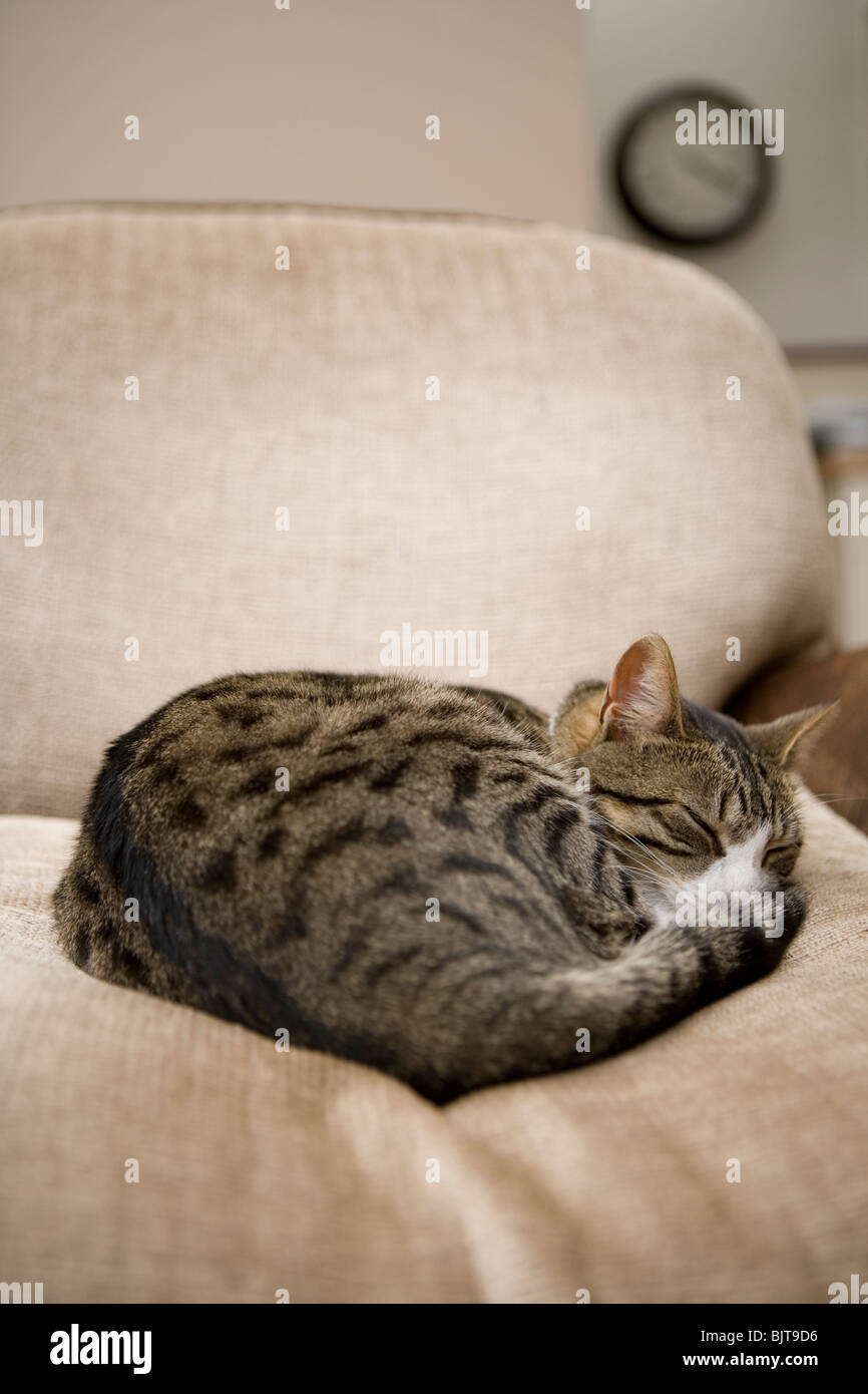 Domestic Cat Single adult female sleeping UK Stock Photo