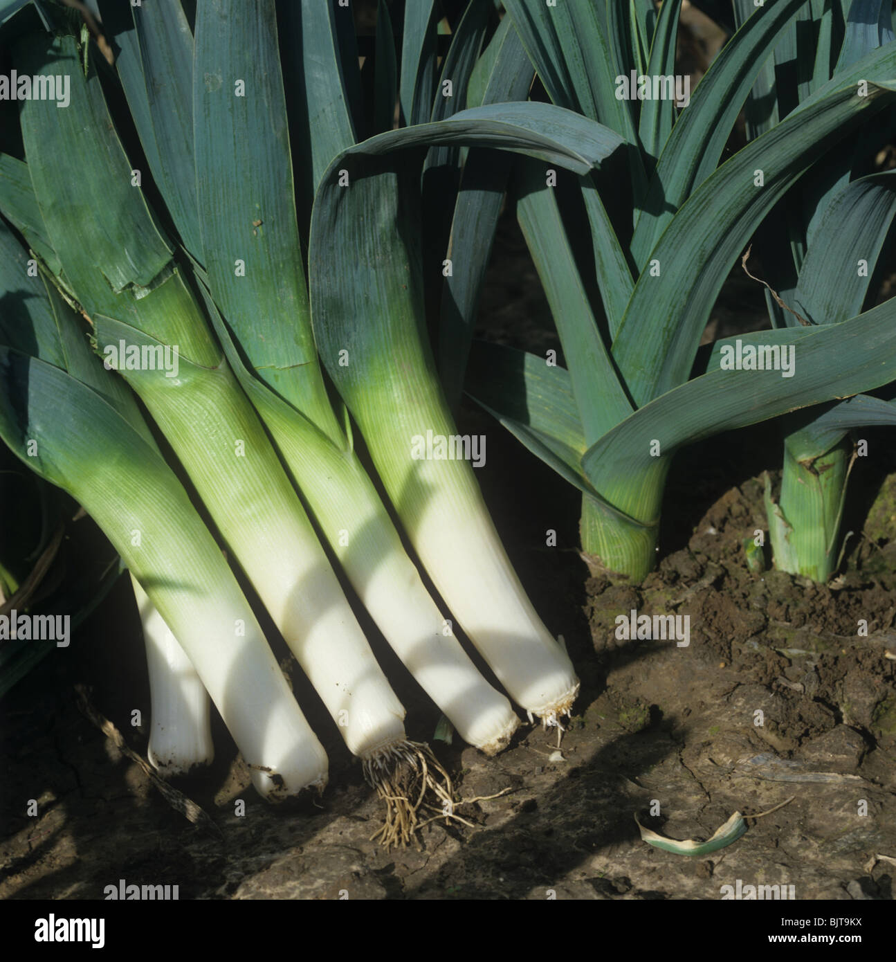 Healthy harvested leeks beside a growing crop, Lincolnshire Stock Photo
