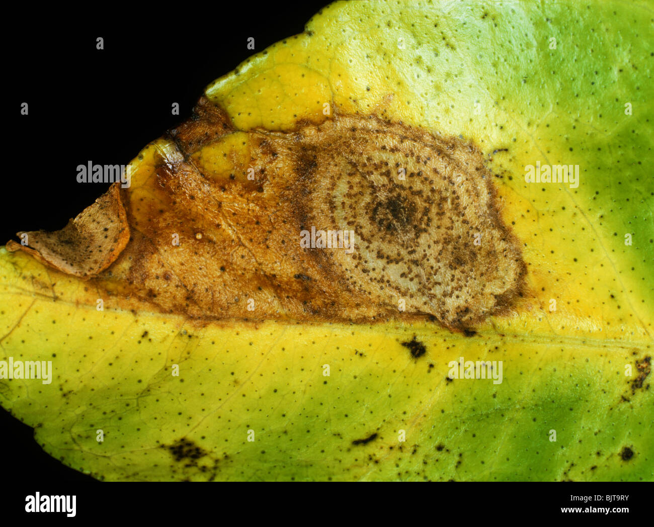 Anthracnose (Colletotrichum gloeosporioides) lesions & pycnidia fruiting bodies on a lemon leaf Stock Photo