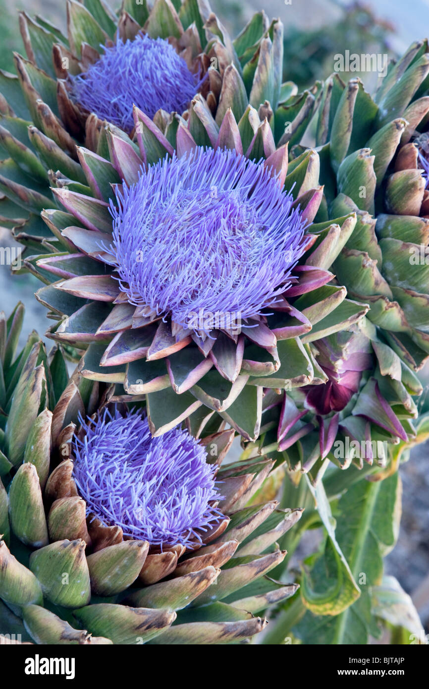 Artichokes 'Globe' variety going to seed. Stock Photo