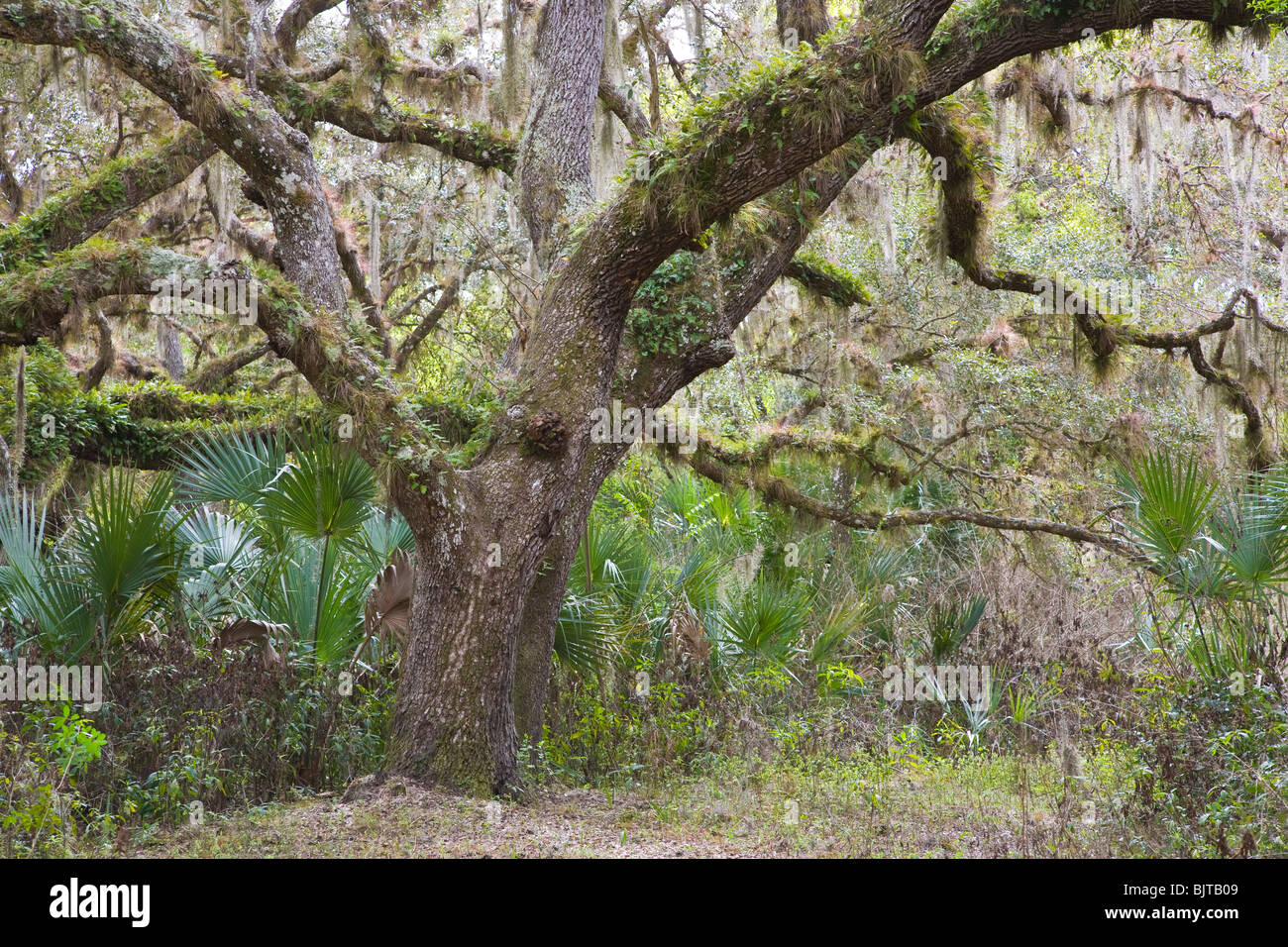 Live oak hi-res stock photography and images - Alamy