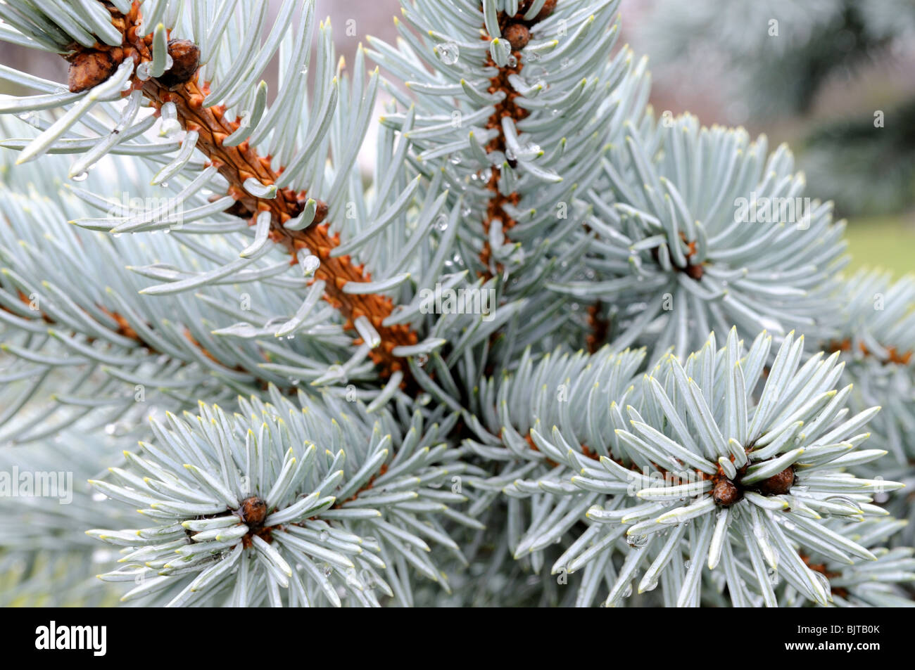 Colorado Blue Spruce Tree. Stock Photo