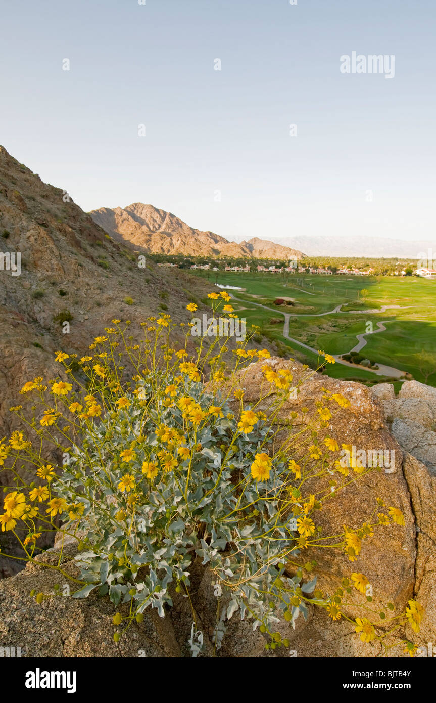 Brittle bush hires stock photography and images Alamy