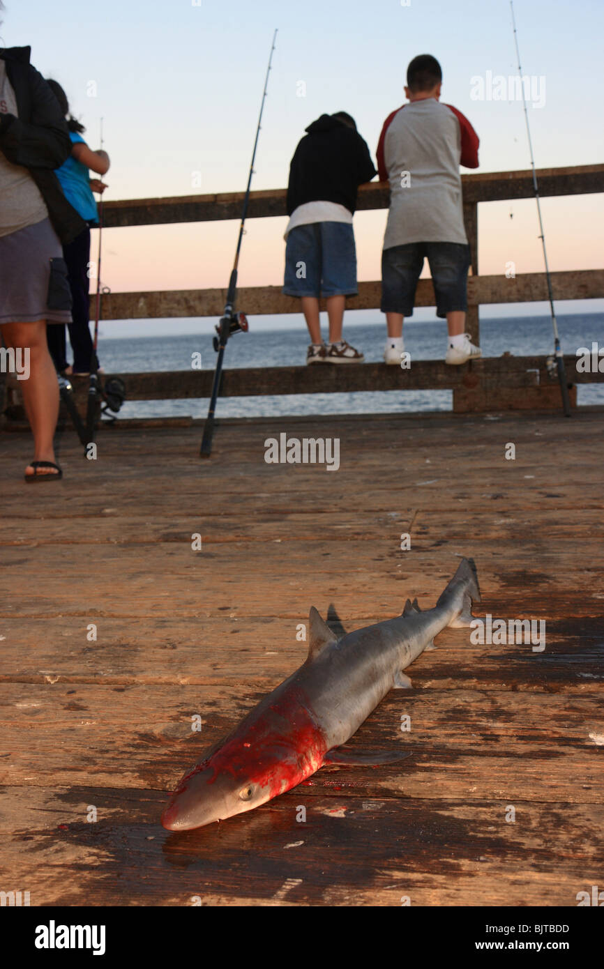Freshly caught shark on a bridge in Salvang, USA Stock Photo