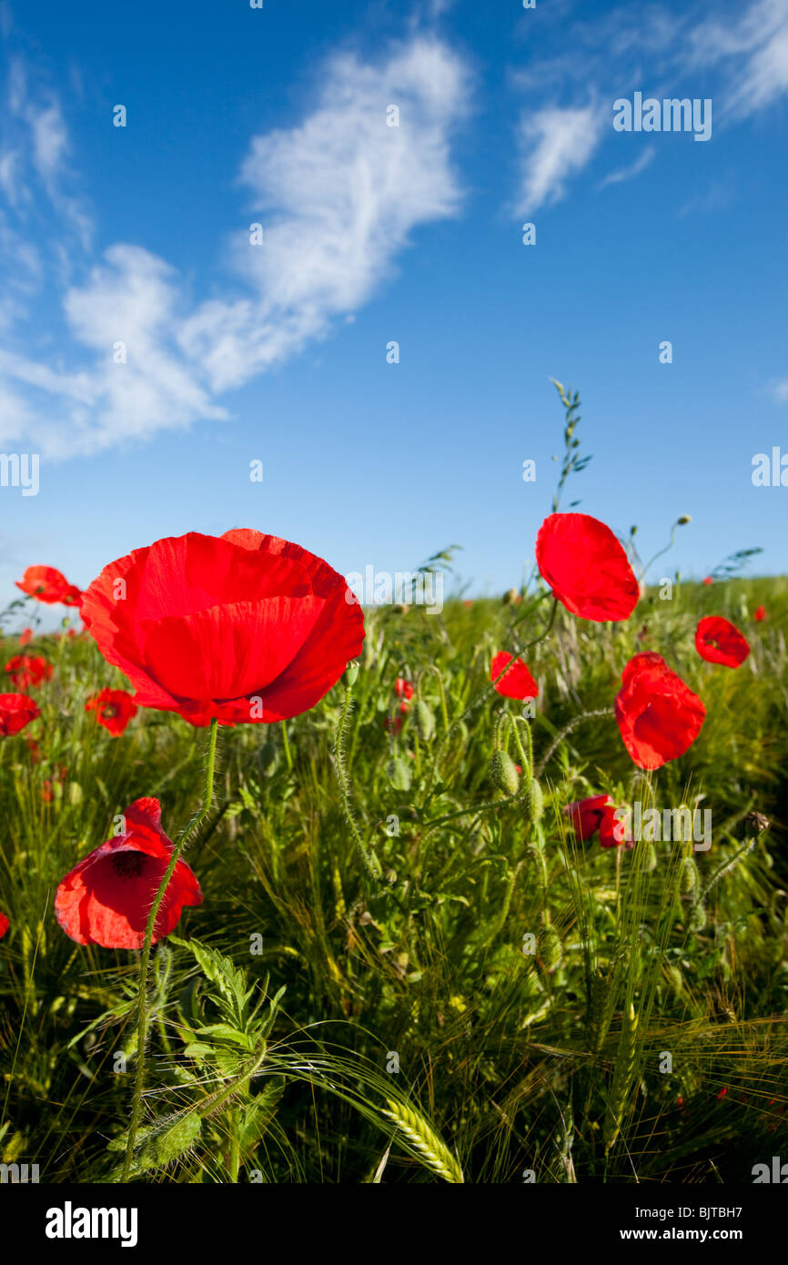 Worms view of poppy hi-res stock photography and images - Alamy