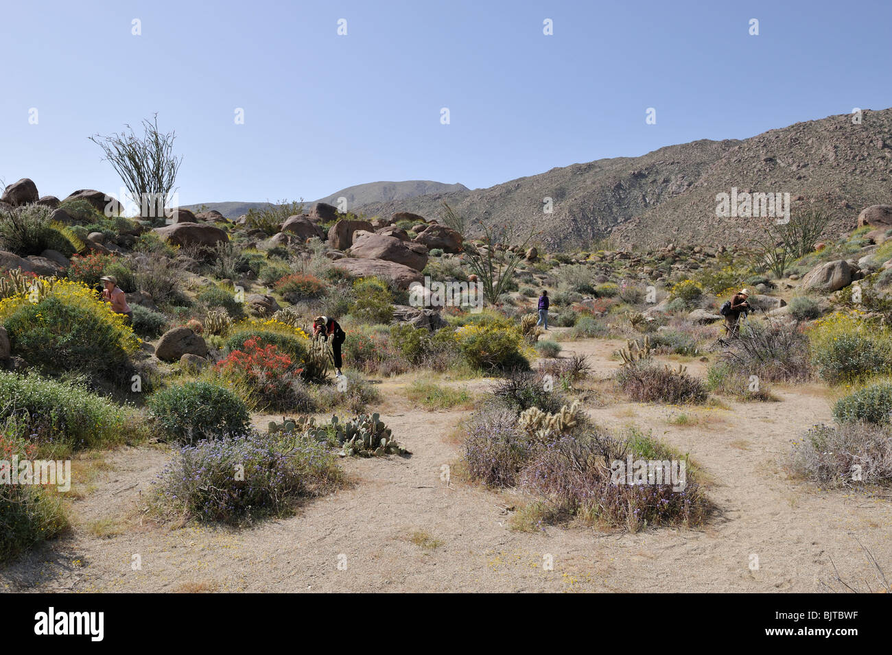 Wildflower Photography class, Glorietta Canyon AnzaBorrego State Park, CA 100327 35135 Stock
