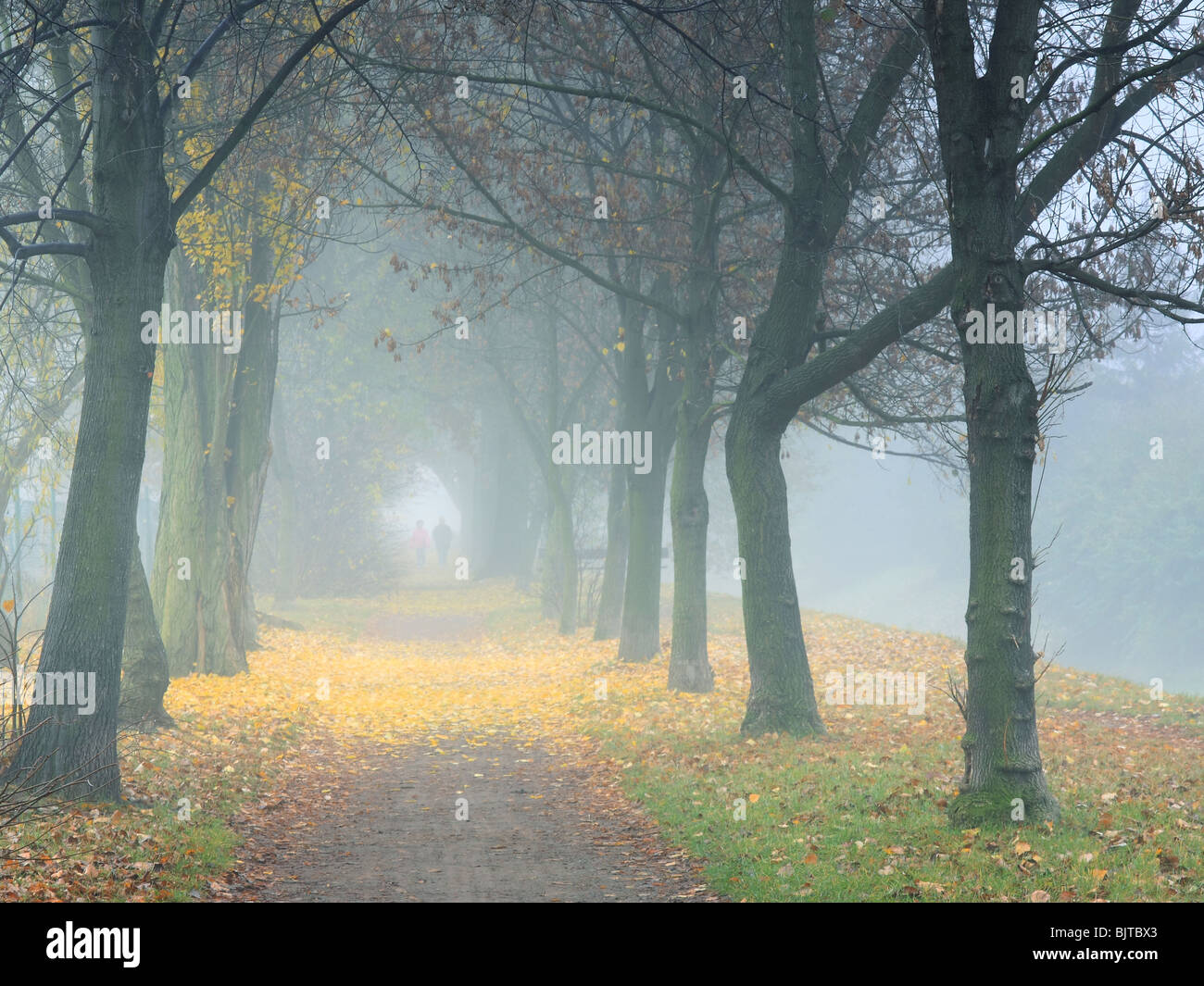 Autumn foggy morning in the park Stock Photo