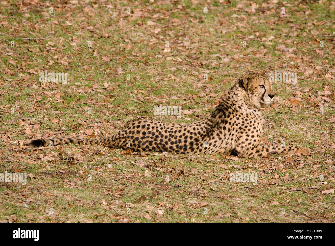 Cheetah, Thoiry Zoo, France Stock Photo
