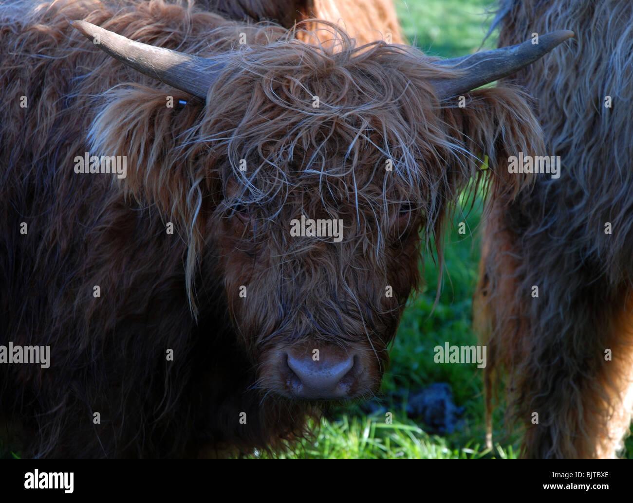 Close up Highland Cattle bullock looking at camera Stock Photo