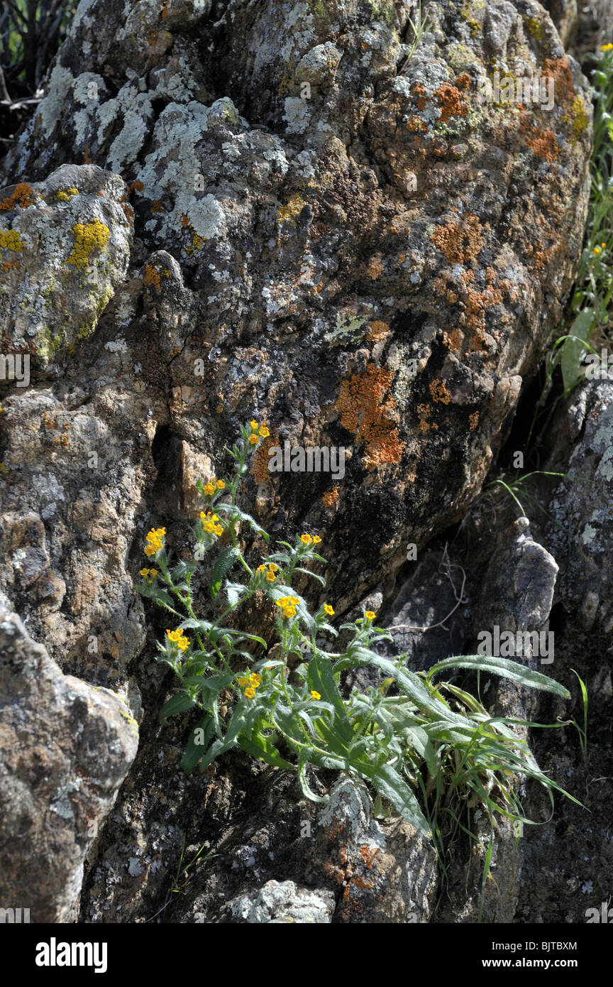 Lichen and Fiddleneck, Cool Canyon, Anza-Borrego State Park, CA 100327 35187 Stock Photo