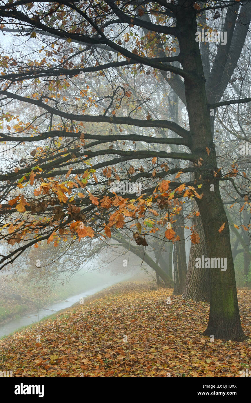 Autumn foggy morning in the park Stock Photo