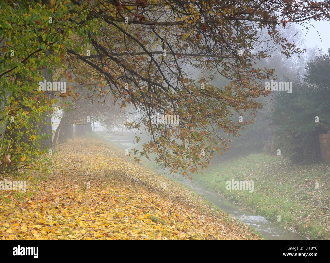 A park alley in the autumn morning fog Stock Photo