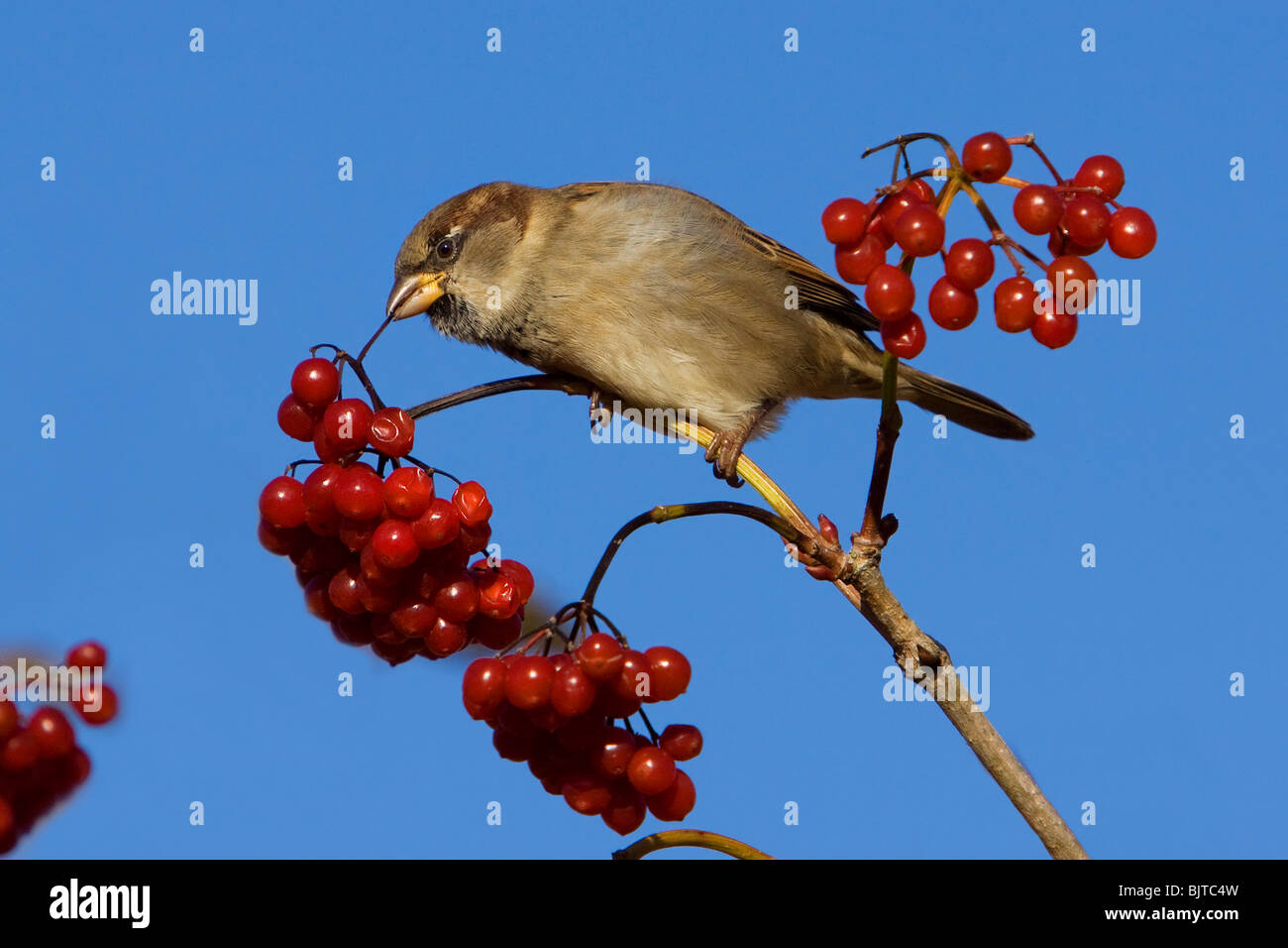 House Sparrow on Wayfaring Tree Passer domesticus Stock Photo