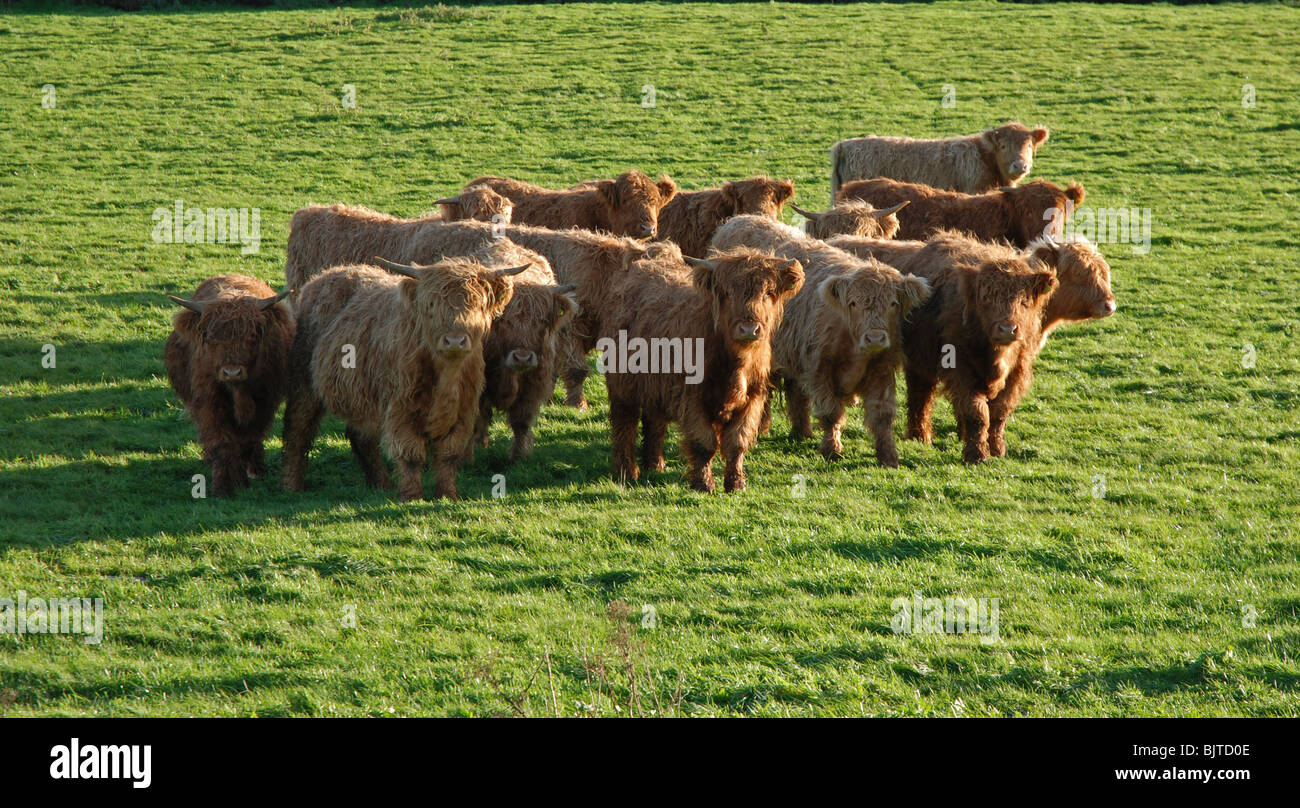 Close up Highland Cattle bullocks looking at camera Stock Photo