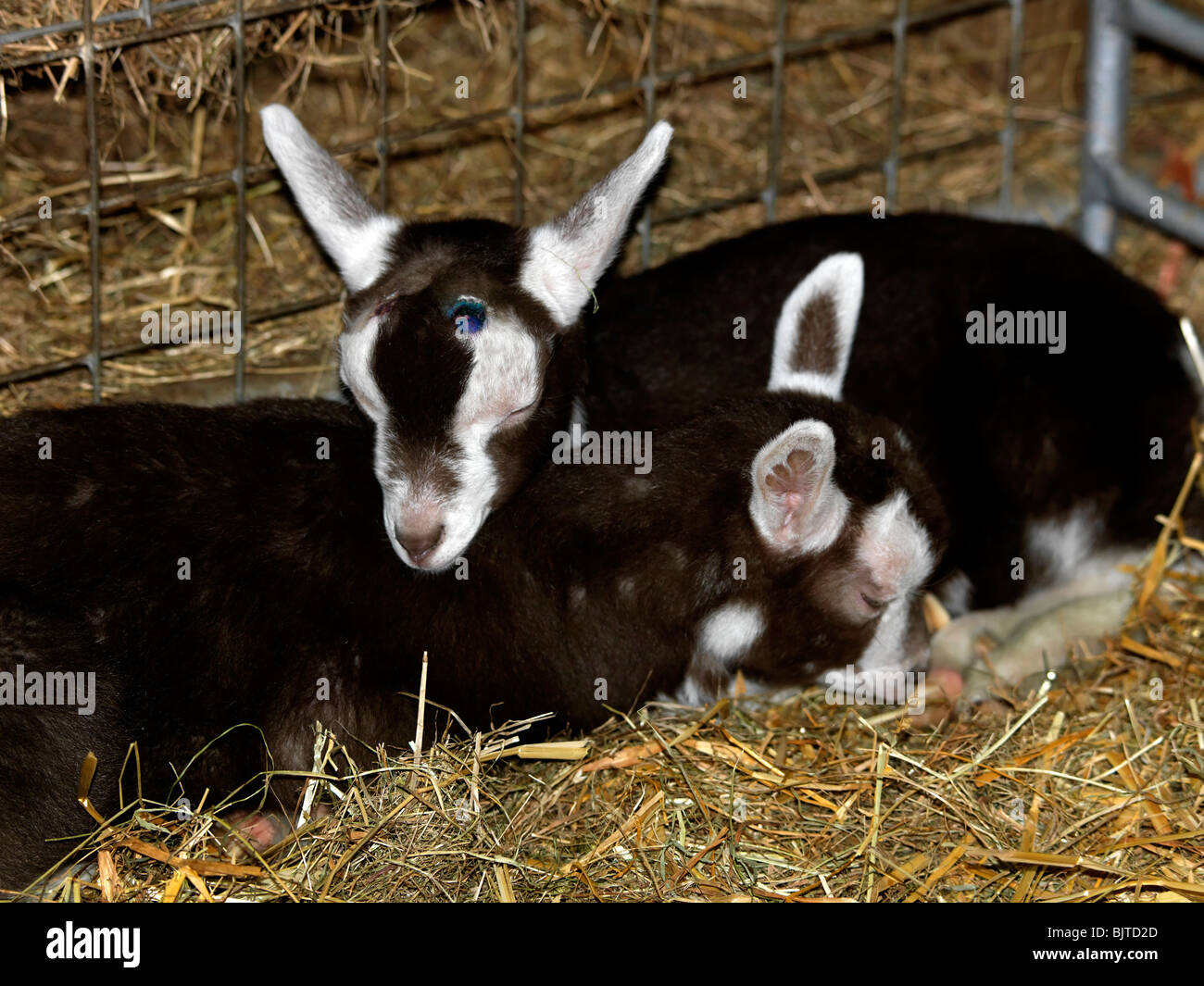 Bocketts Farm Leatherhead Surrey Two kid Goats Sleeping Stock Photo Alamy