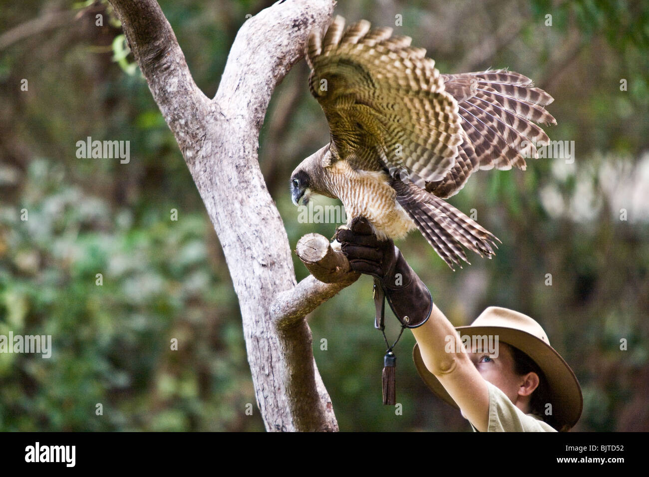 Wildlife Show” – Birds of Prey