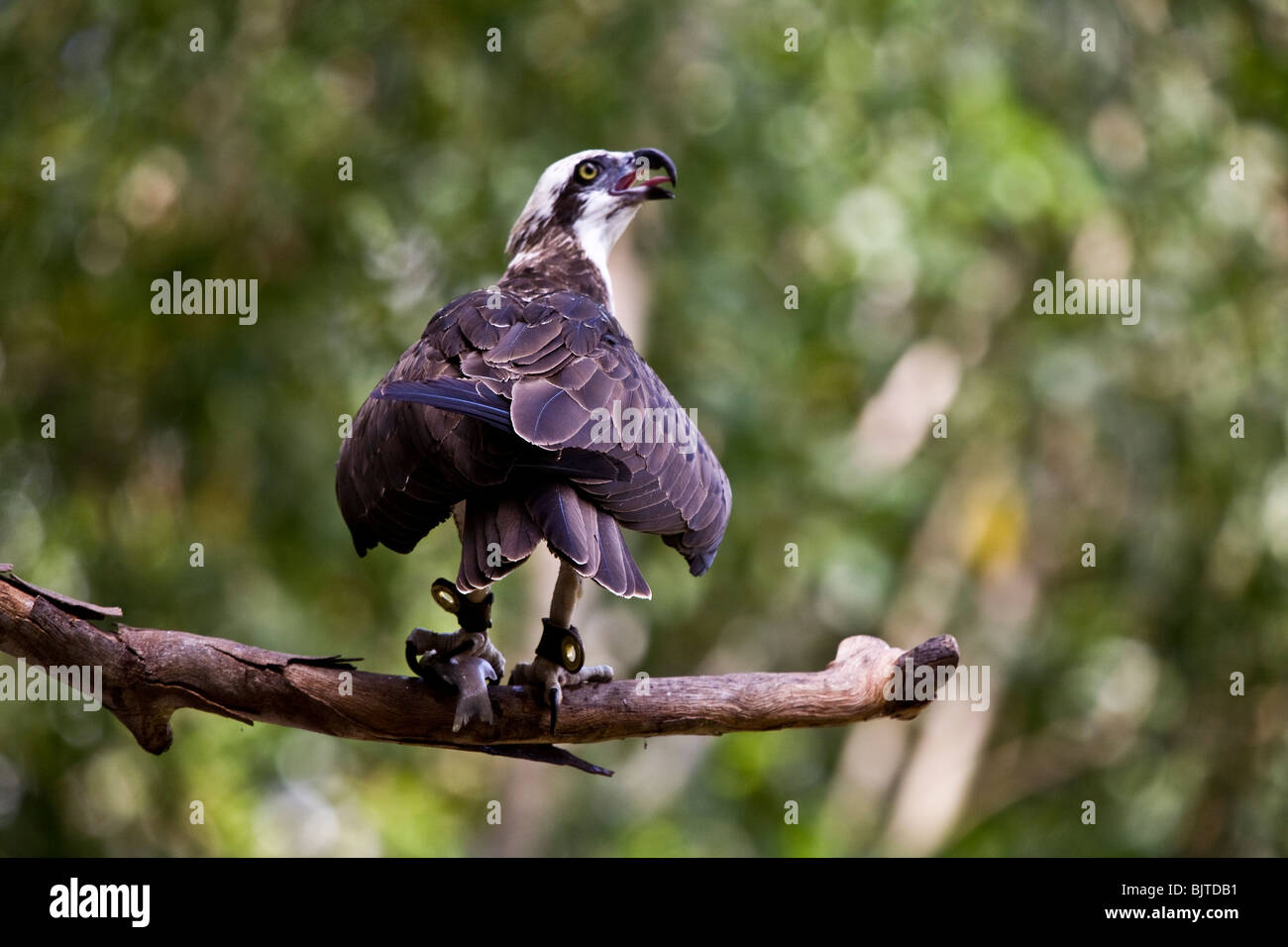 This osprey performs along with other of Australia's magnificent raptors during the Birds of Prey show Territory Wildlife Park Stock Photo