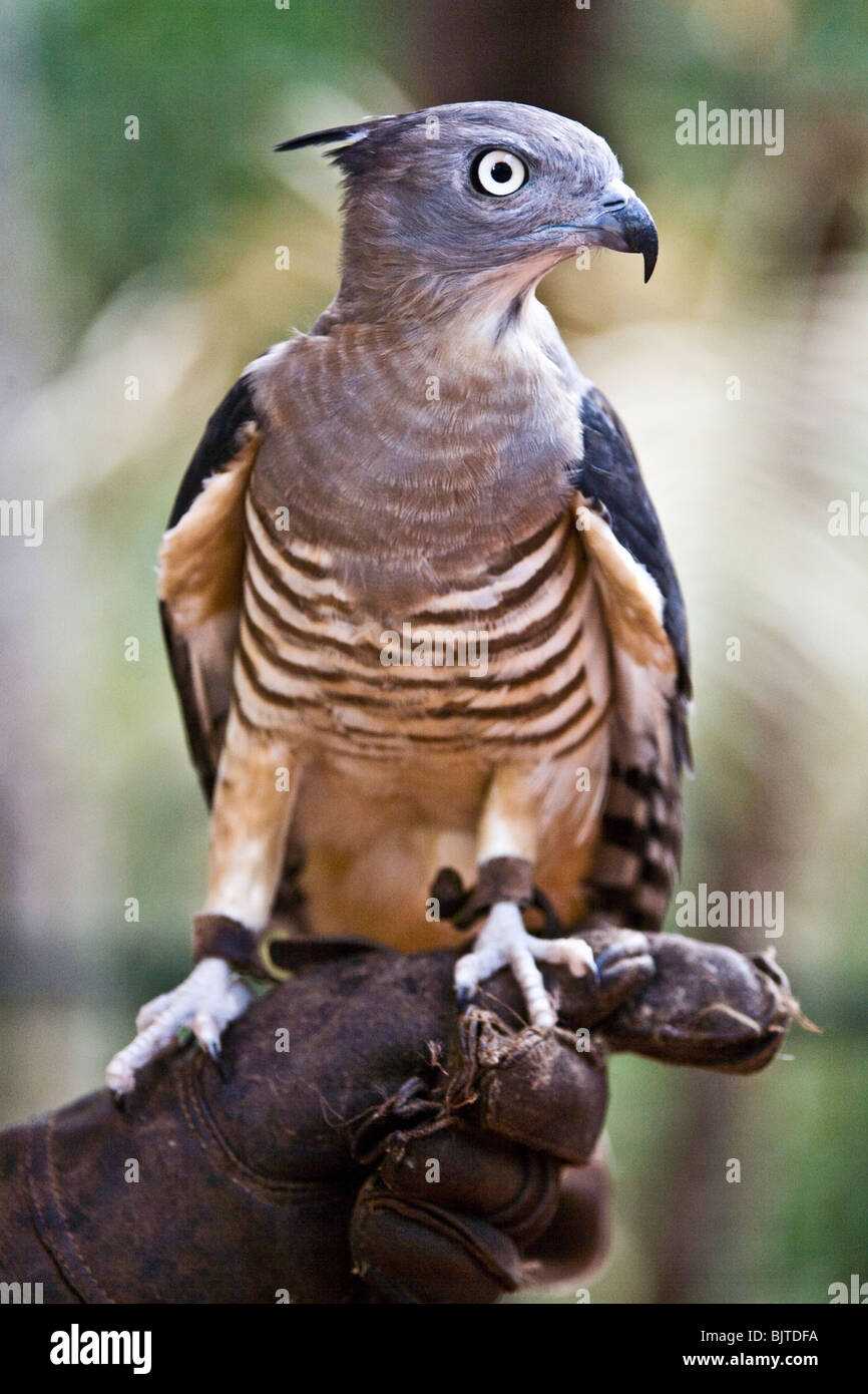 The Pacific baza or crested hawk Aviceda subcristata is common to the subcoastal areas of northern Australia Stock Photo