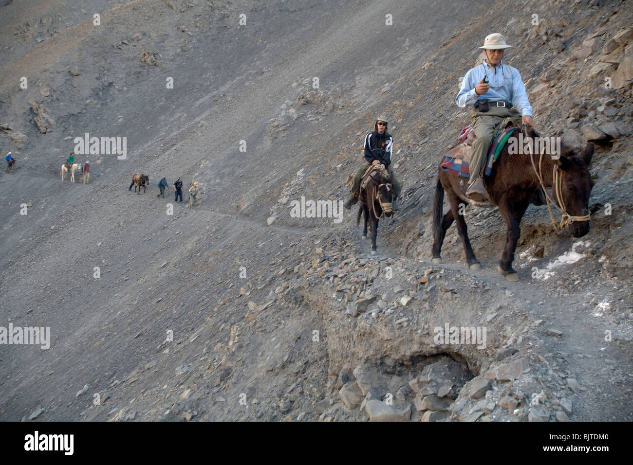 Expedition rides mules down the Colca Canyon Valley, the deepest canyon on Earth. Peru, South America Stock Photo