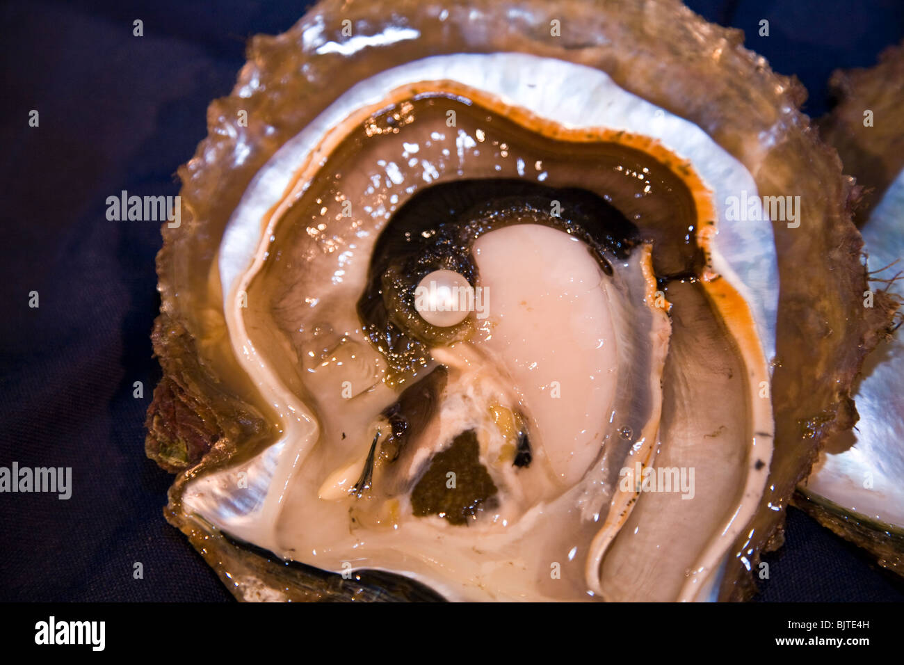 This just opened pearl shell raised on the Paspaley Pearl Farm in Vansittart Bay reveals a splendid specimen, Western Australia. Stock Photo