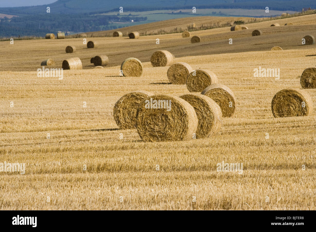 Harvest time in Easter Ross Stock Photo Alamy