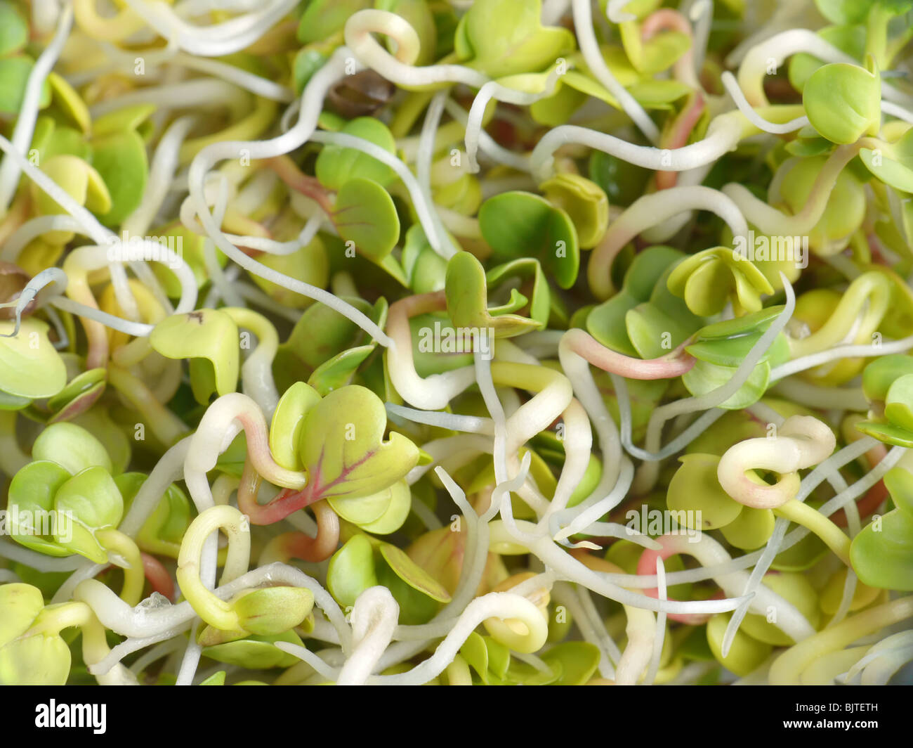 Bunch of fresh radish sprouts shot from above Stock Photo