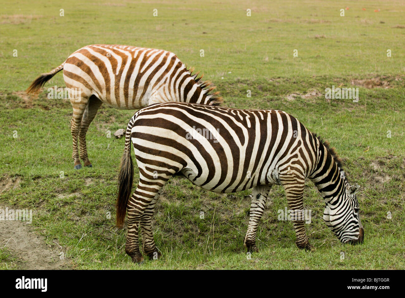 Zebras eating grass, Africa Stock Photo