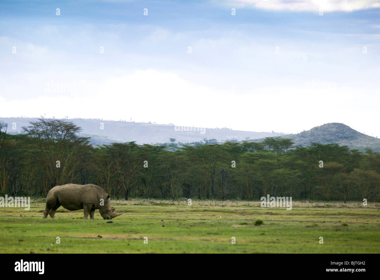 Rhinoceros on the African safari Stock Photo