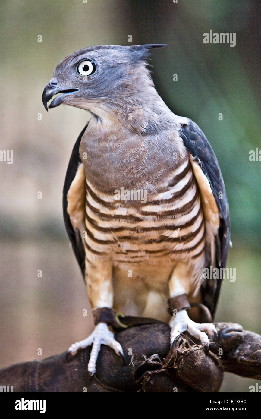 The Pacific baza or crested hawk Aviceda subcristata is common to the subcoastal areas of northern Australia Stock Photo