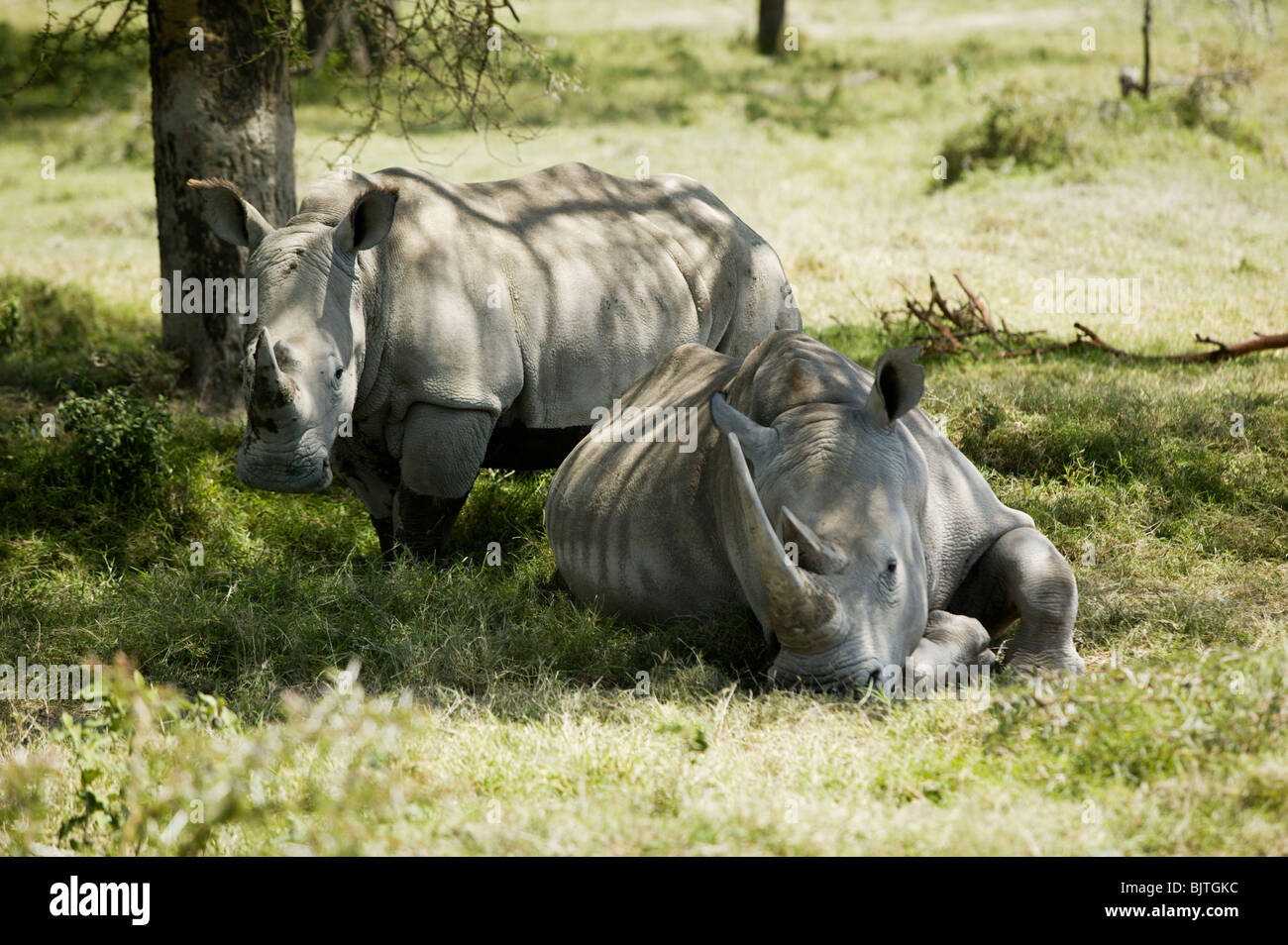 Rhinoceroses resting under a tree Stock Photo