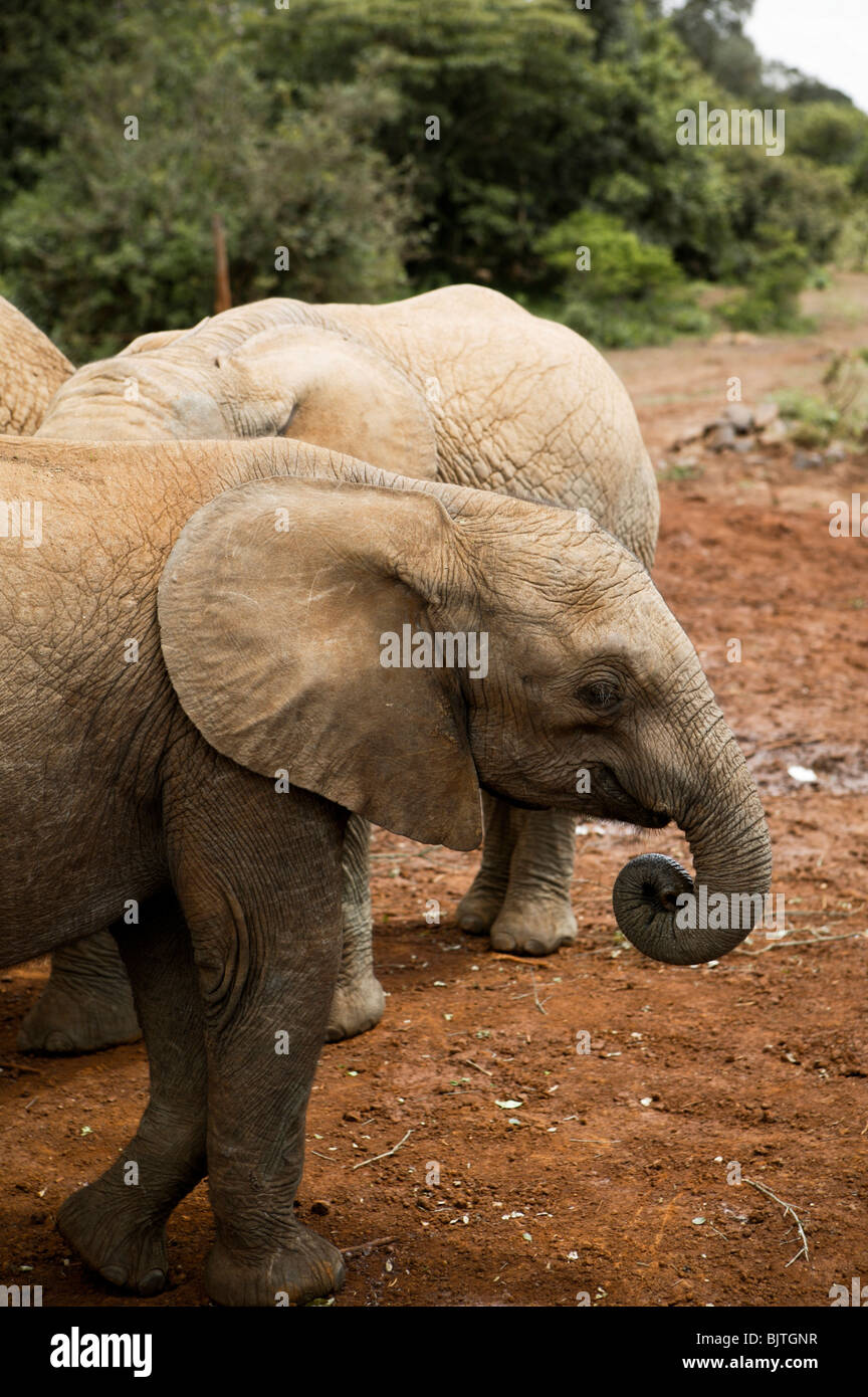 Elephants in Kenya, Africa Stock Photo