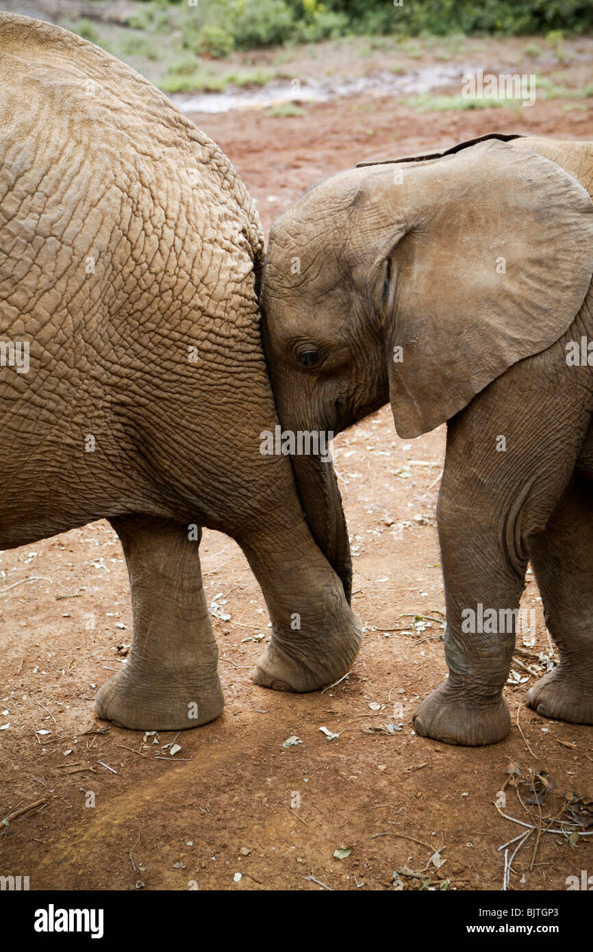 Elephants in Kenya, Africa Stock Photo
