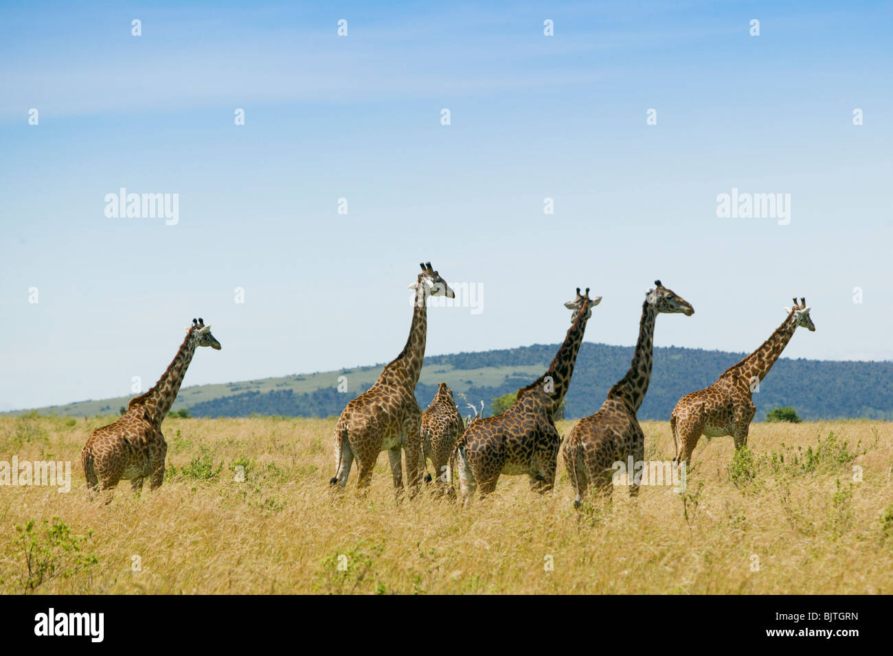 Herd of giraffes, Africa Stock Photo