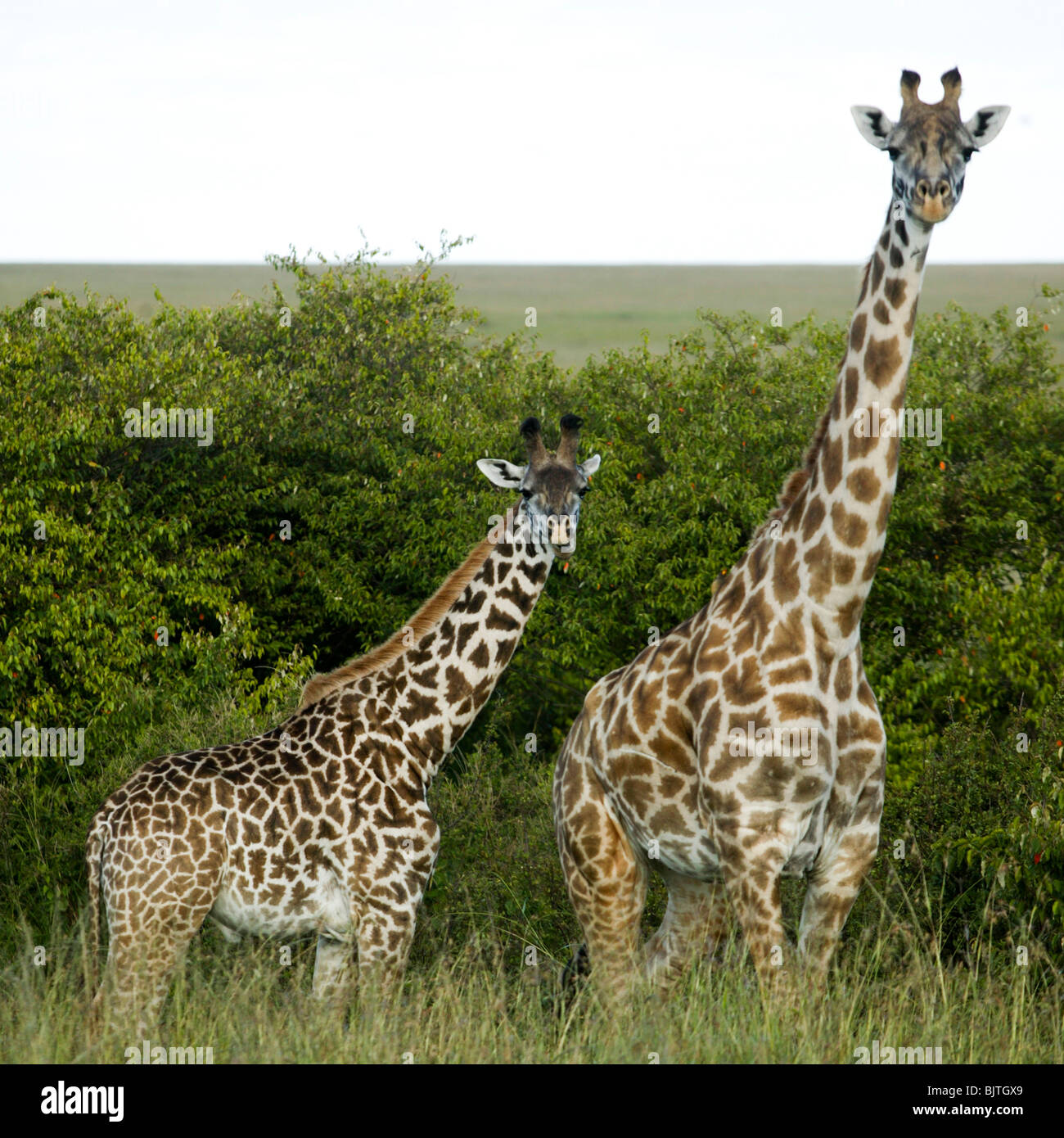 Giraffes in Kenya, Africa Stock Photo