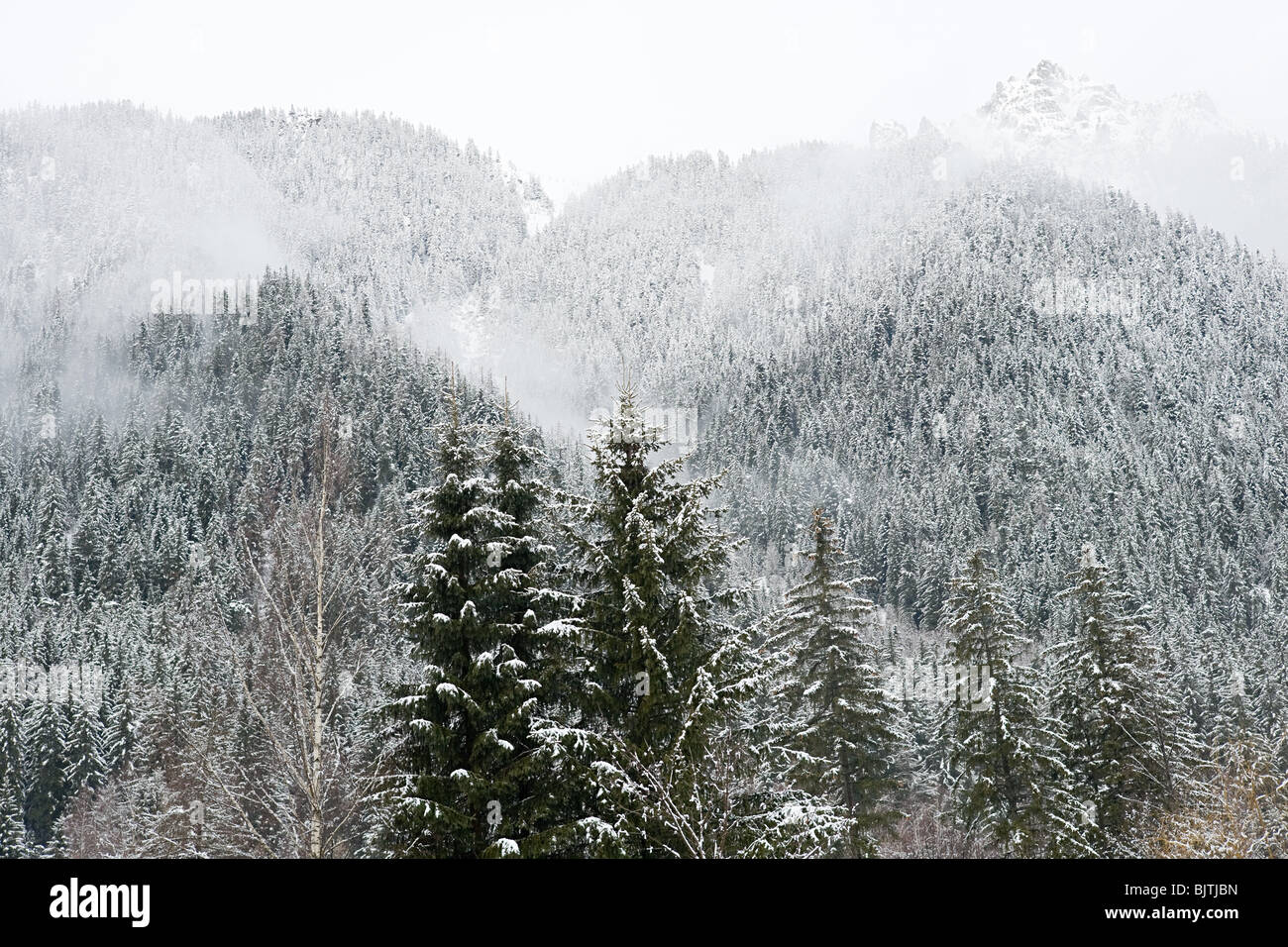 Trees covered in snow in french alps Stock Photo Alamy